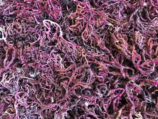 Raw Organic Purple WildCafted Sea Moss